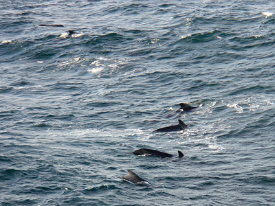 Long-Finned Pilot Whales